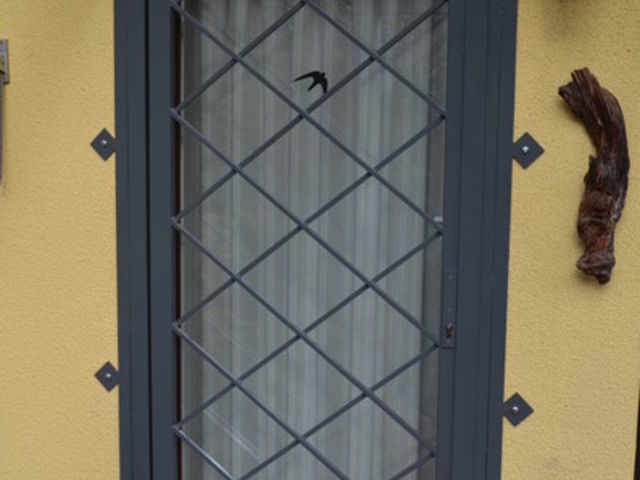 Bilder anzeigen
